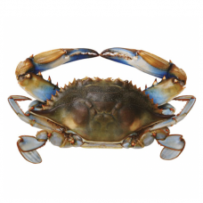 Blue Crab large